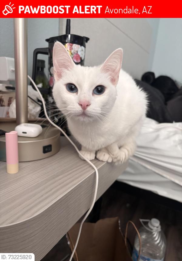 Lost Female Cat last seen Near W McDowell Rd, Avondale, AZ 85392, Avondale, AZ 85392