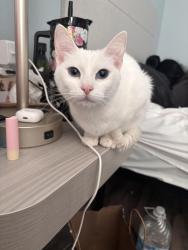 Lost Female Cat last seen Near W McDowell Rd, Avondale, AZ 85392, Avondale, AZ 85392
