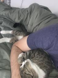 Reunited Male Cat last seen Near the Cornfields, Lititz, PA 17543