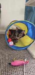 Reunited Female Cat last seen Timber Court, Thurrock, England RM17 6PW