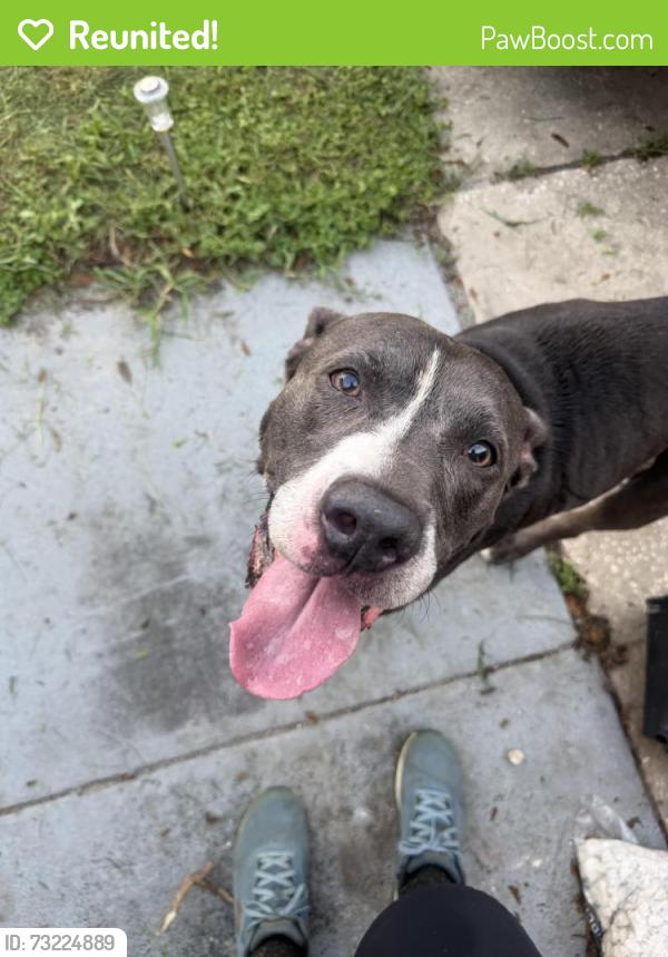Reunited Male Dog last seen Moog Rd Sail Dr, Holiday, FL 34691