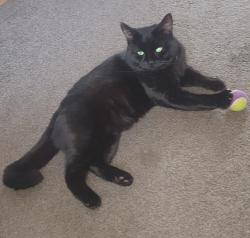Lost Male Cat last seen St Andrews road Castleford, West Yorkshire, England 