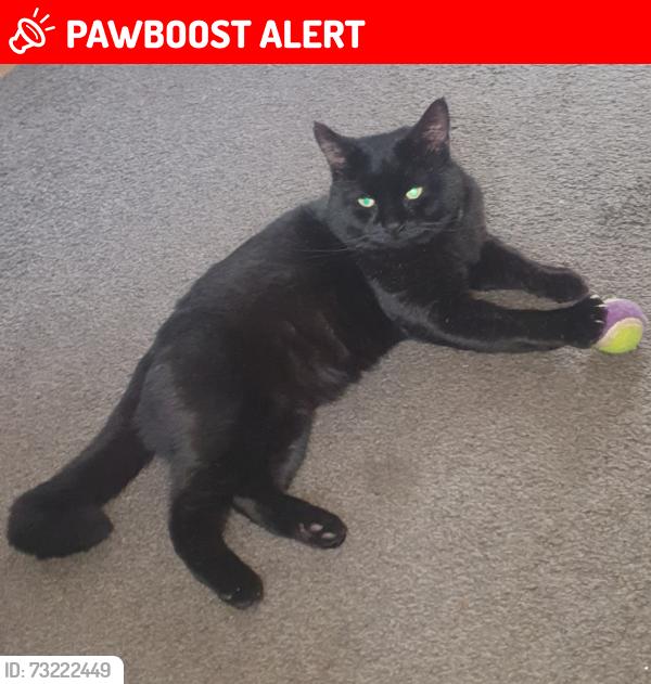 Lost Male Cat last seen St Andrews road Castleford, West Yorkshire, England 