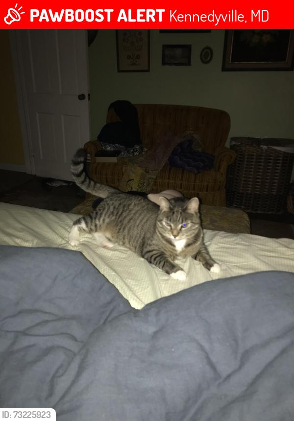 Lost Female Cat last seen Augustine Herman Hwy. near south welcome sign, Kennedyville, MD 21645