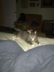 Lost Female Cat last seen Augustine Herman Hwy. near south welcome sign, Kennedyville, MD 21645
