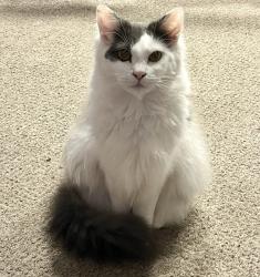 Lost Female Cat last seen Kursaal est, Southend-on-Sea, England SS1 2TY