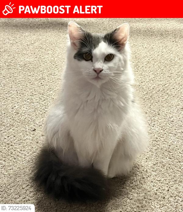 Lost Female Cat last seen Kursaal est, Southend-on-Sea, England SS1 2TY