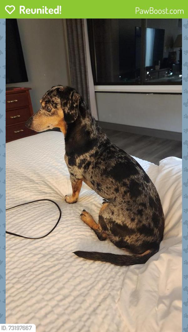 Reunited Male Dog last seen Near Sargent drive New Haven ct, New Haven, CT 06511
