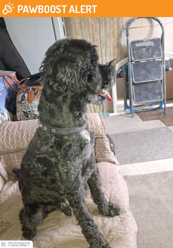 Found/Stray Male Dog last seen Near school hill kirkby in Ashfield nottingham Ng17 9bb, Kirkby in Ashfield, England NG17 9BB