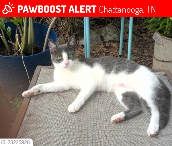 Lost Female Cat last seen Jersey Pike, Chattanooga, TN 37416