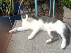 Lost Female Cat last seen Jersey Pike, Chattanooga, TN 37416