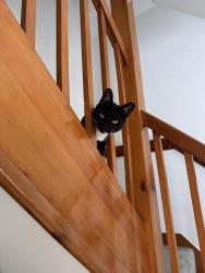 Lost Female Cat last seen Mountergate, Norwich, Norfolk, England 