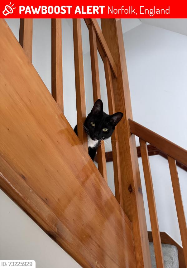 Lost Female Cat last seen Mountergate, Norwich, Norfolk, England 