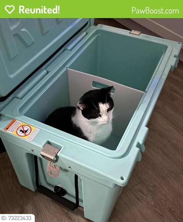 Reunited Male Cat last seen Bent Rd Wake Forest, Wake County, NC 27587