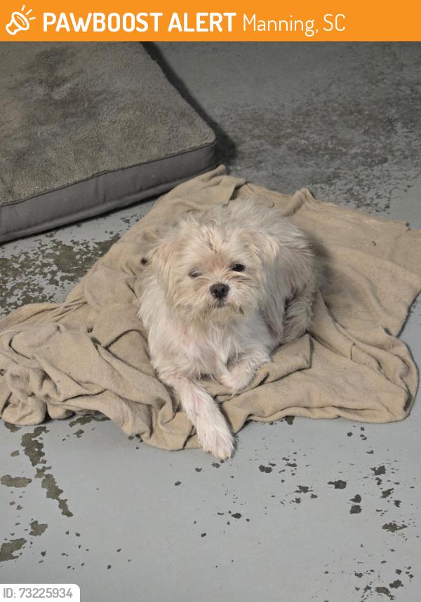 Found/Stray Male Dog last seen Dollar general parking lot, Manning, SC 29102