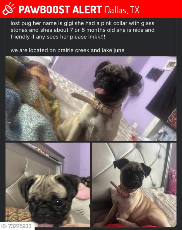 Lost Female Dog last seen lake june rd dallas tx, Dallas, TX 75217