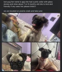 Lost Female Dog last seen lake june rd dallas tx, Dallas, TX 75217