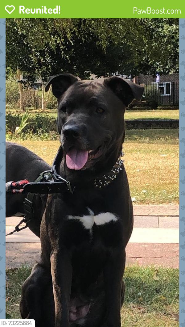 Reunited Female Dog last seen Hainault Road, Greater London, England E11 1EH