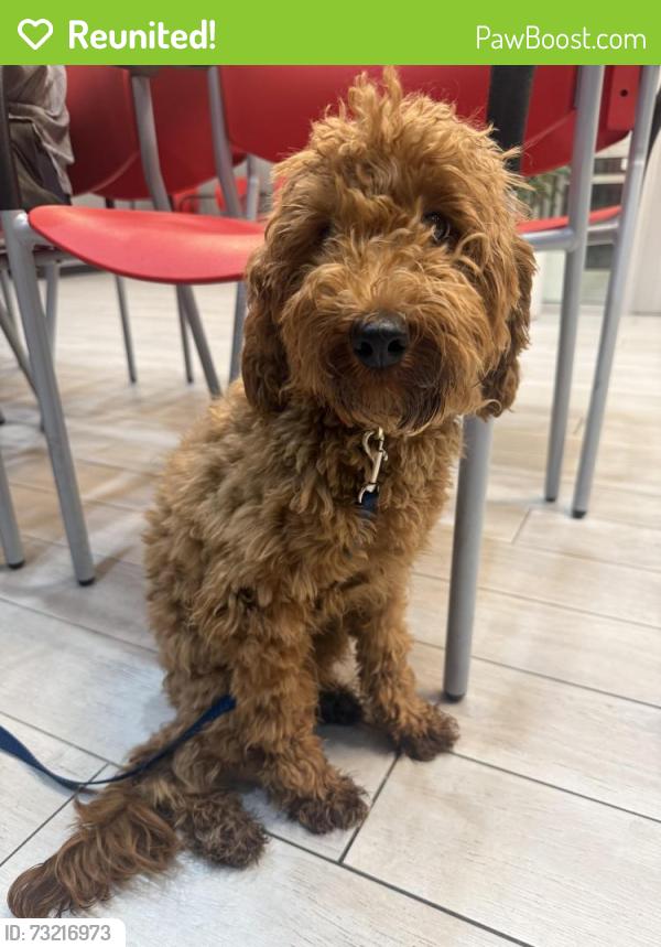Reunited Female Dog last seen 15th and lombard, Philadelphia, PA 19146