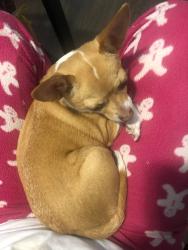 Lost Female Dog last seen Taylor st., Niagara Falls, ON L2G 2E9