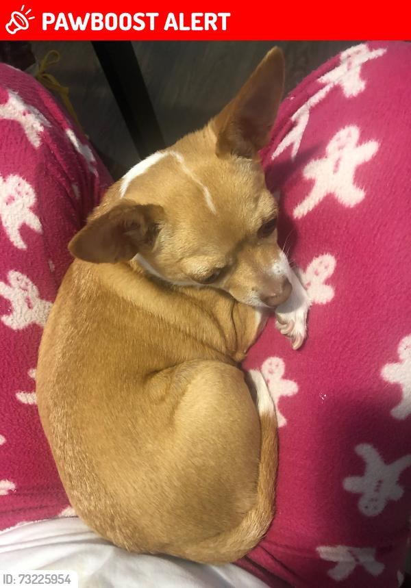 Lost Female Dog last seen Taylor st., Niagara Falls, ON L2G 2E9