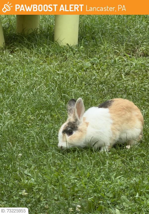 Found/Stray Unknown Rabbit last seen Chesterbrook Academy Preschool, Lancaster, PA 17601