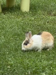 Found/Stray Unknown Rabbit last seen Chesterbrook Academy Preschool, Lancaster, PA 17601