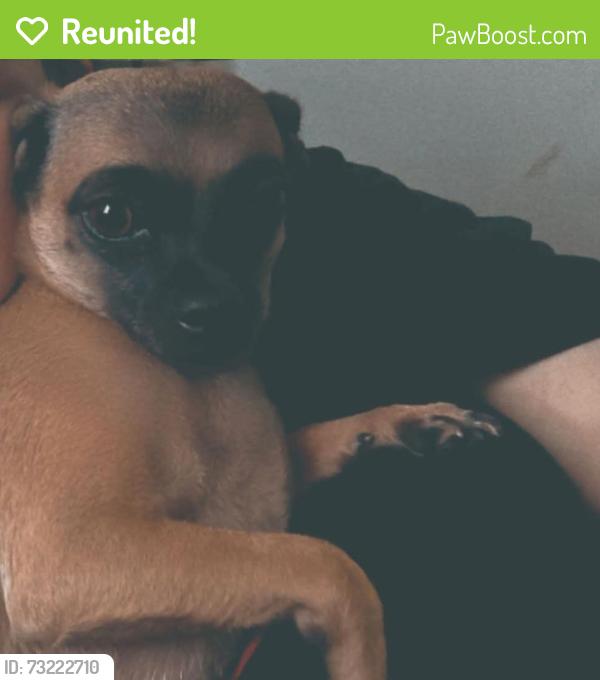 Reunited Female Dog last seen Someone has her, Circleville, OH 43113
