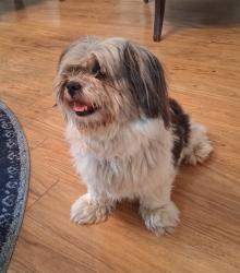 Reunited Female Dog last seen Deer Run Trail and Elliott, Rome, GA 30165