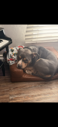 Reunited Male Dog last seen Near Godfrey and Boyd Avenue off of Andrews Hwy, Midland, TX 79707