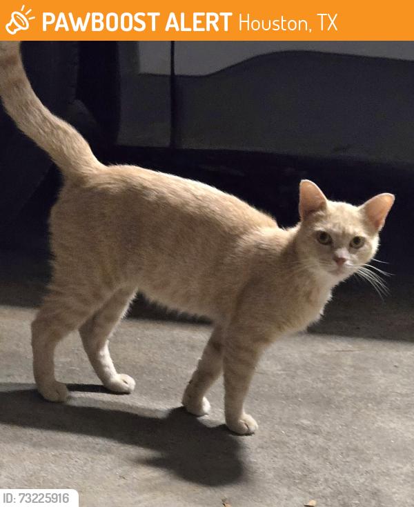 Found/Stray Male Cat last seen Plaza Libre Dr, Houston, TX 77083