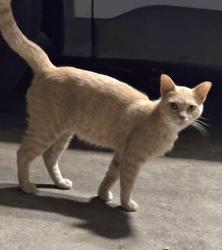 Found/Stray Male Cat last seen Plaza Libre Dr, Houston, TX 77083