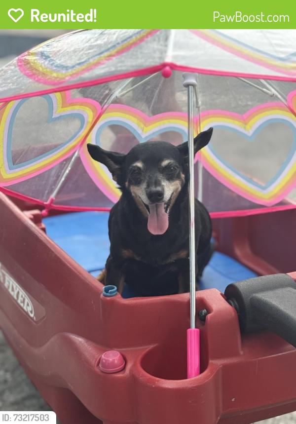 Reunited Female Dog last seen Cherry lake, Groveland, FL 34736