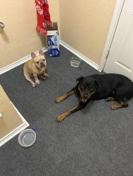 Reunited Male Dog last seen Culebra rd, San Antonio, TX 78253