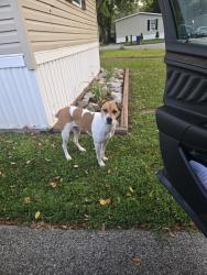 Found/Stray Male Dog last seen Matterhorn rd & everest ln, Indianapolis, IN 46234