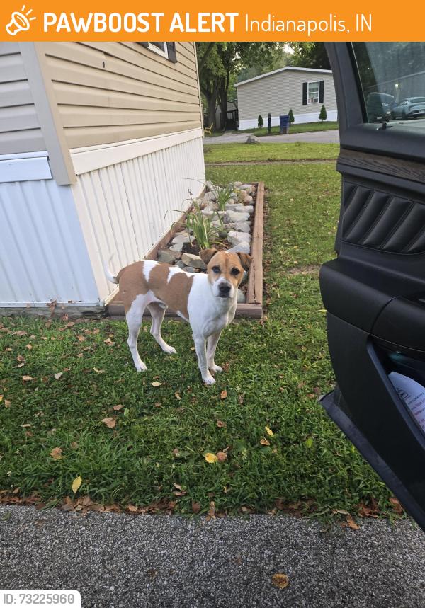 Found/Stray Male Dog last seen Matterhorn rd & everest ln, Indianapolis, IN 46234