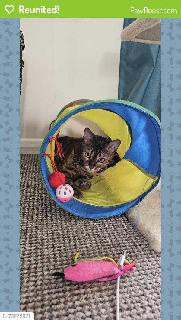 Reunited Female Cat last seen Timber Court, Thurrock, England RM17 6PW