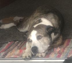 Reunited Male Dog last seen Near craigsville rd, Worthington pa 16262, Worthington, PA 16262