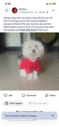 Lost Male Dog last seen McDonald by Frost St, Brooklyn, NY 11222