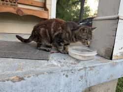 Found/Stray Unknown Cat last seen Boyce road and sea isle, Memphis, TN 38117