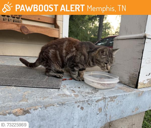 Found/Stray Unknown Cat last seen Boyce road and sea isle, Memphis, TN 38117