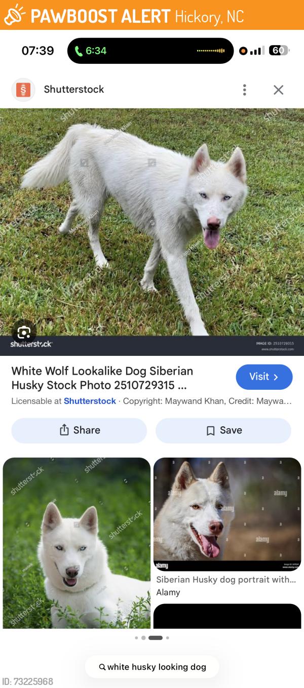 Found/Stray Unknown Dog last seen Mile marker 122 on the side of I 40 running toward 123 exit, Hickory, NC 28602