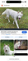 Found/Stray Unknown Dog last seen Mile marker 122 on the side of I 40 running toward 123 exit, Hickory, NC 28602