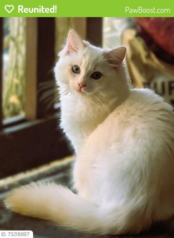 Reunited Male Cat last seen Goodies, Mountlake Terrace, WA 98043
