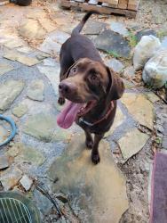 Reunited Male Dog last seen Intersection of Langley avenue and leesway, Pensacola, FL 32504