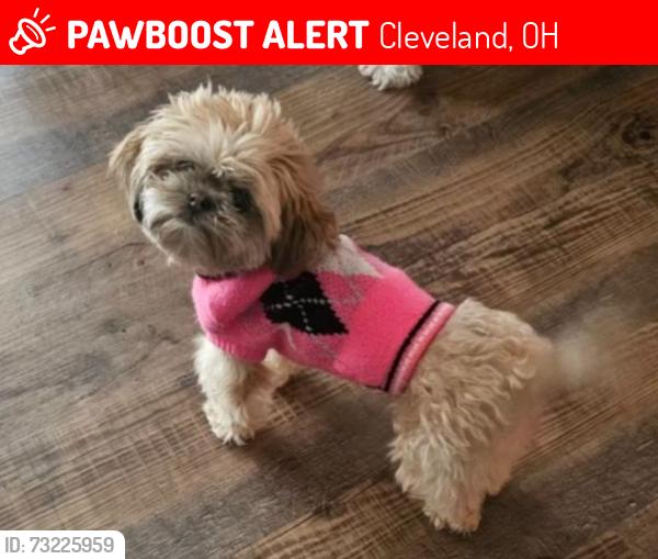 Lost Female Dog last seen Harvard Avenue, Cleveland, OH 44128