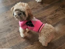 Lost Female Dog last seen Harvard Avenue, Cleveland, OH 44128