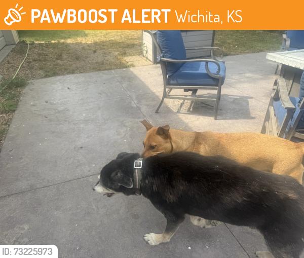 Found/Stray Male Dog last seen MacArthur and hydraulic, Wichita, KS 67216