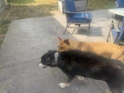 Found/Stray Male Dog last seen MacArthur and hydraulic, Wichita, KS 67216