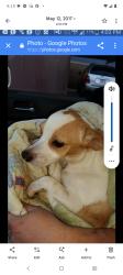 Lost Male Dog last seen Delta and mission, Rosemead, CA 91770